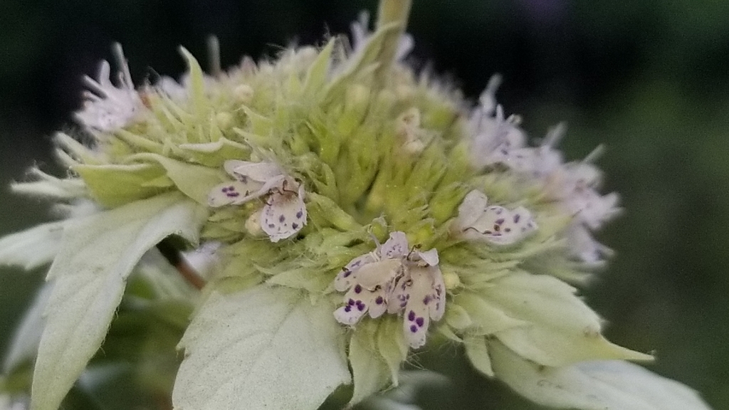 Flower detail