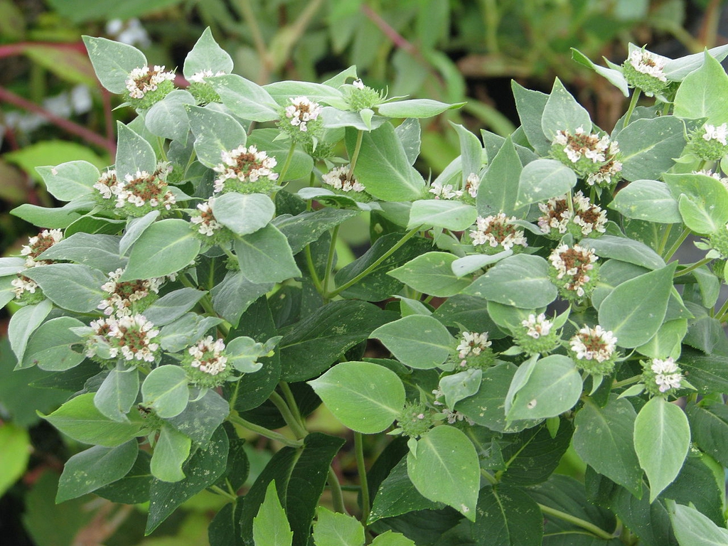 P. muticum flowers and leaves