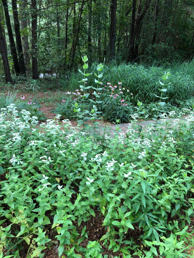 Pycnanthemum muticum