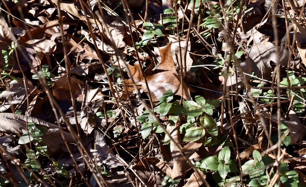 Pycnanthemum muticum