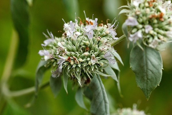 Pycnanthemum incanum