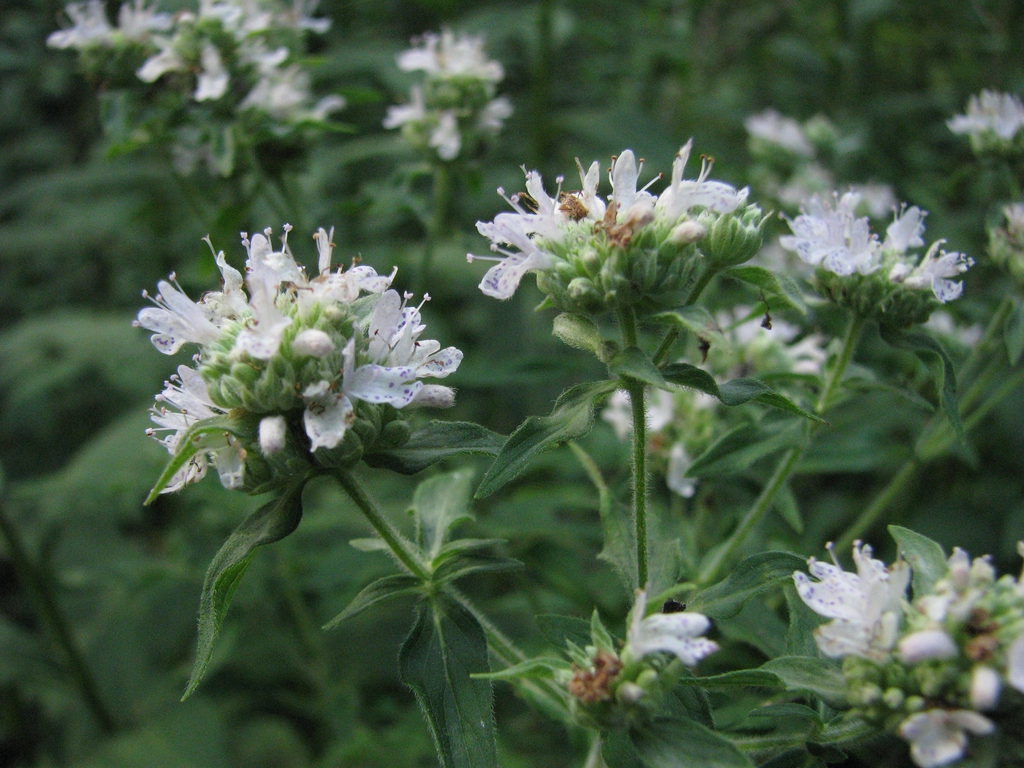 Pycnanthemum pilosum