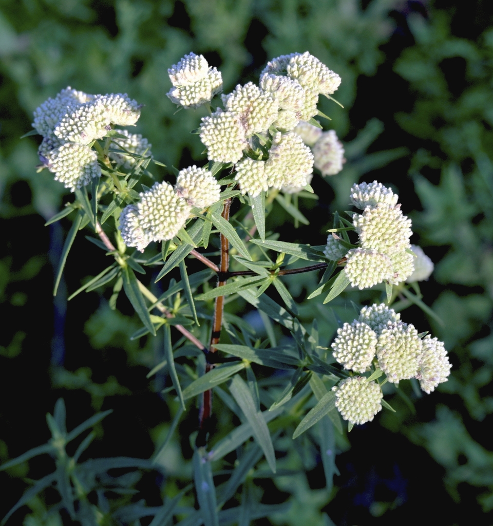Compact, rounded terminal clusters of white unopened buds