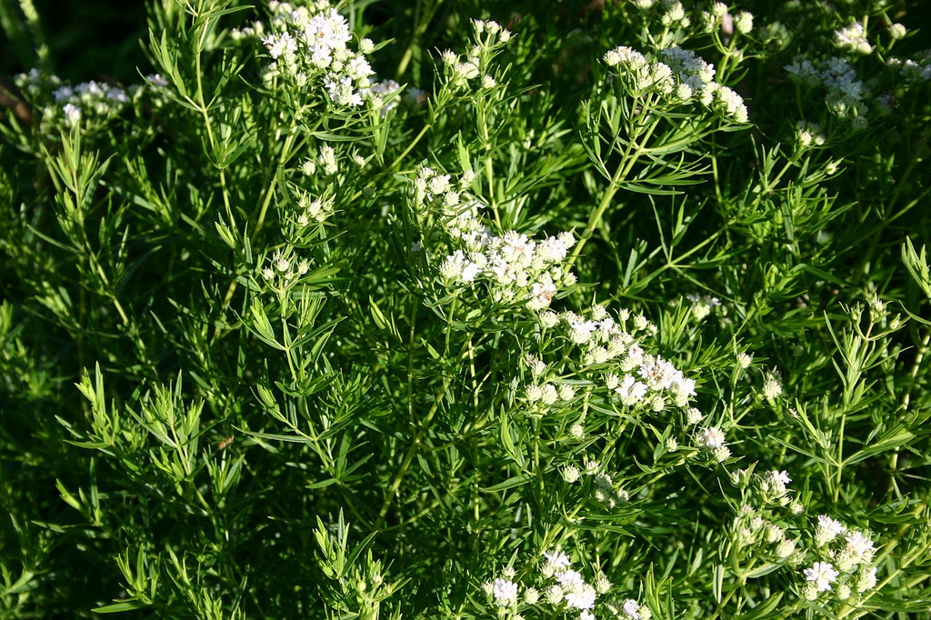 P. tenuifolium form