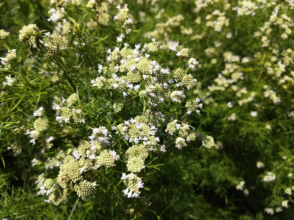 Budding flowers