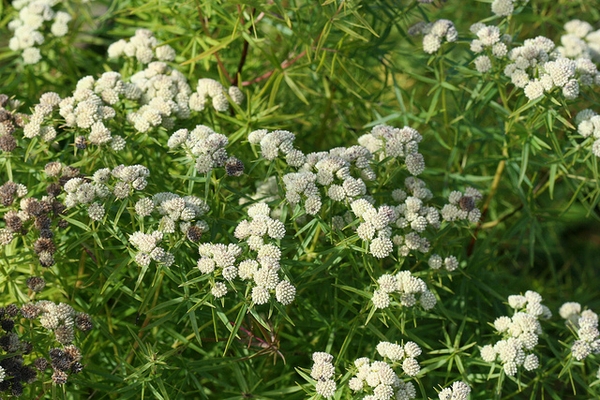 Pycnanthemum tenuifolium