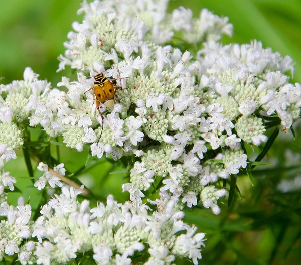 Pycnanthemum tenuifolium