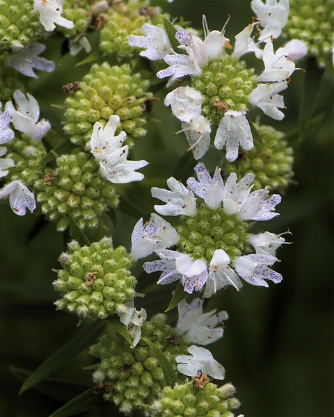 Delta Flower Scarab on Pycnanthemum tenuifolium