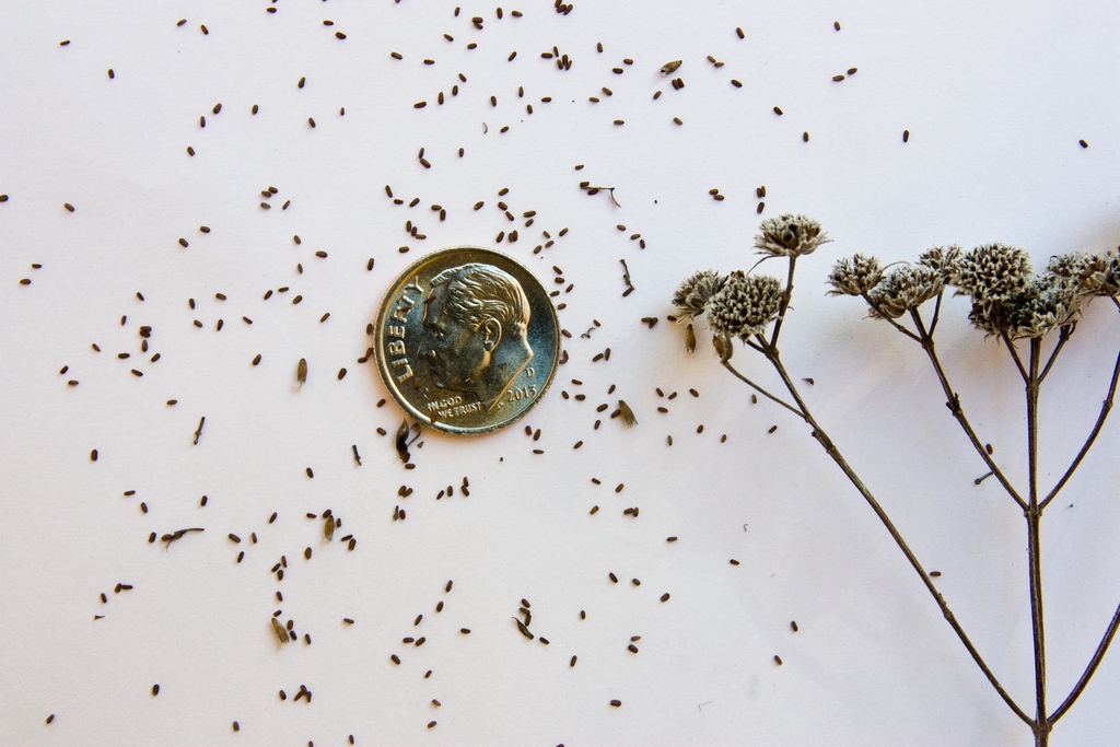 Seeds