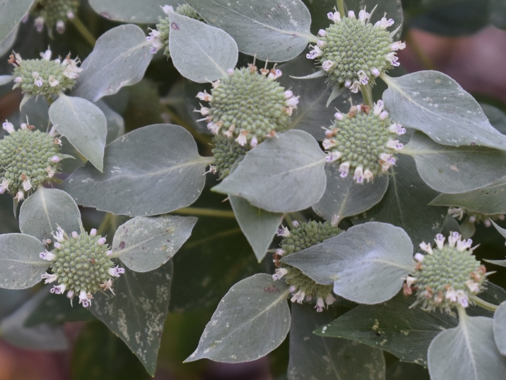 Pycnanthemum muticum