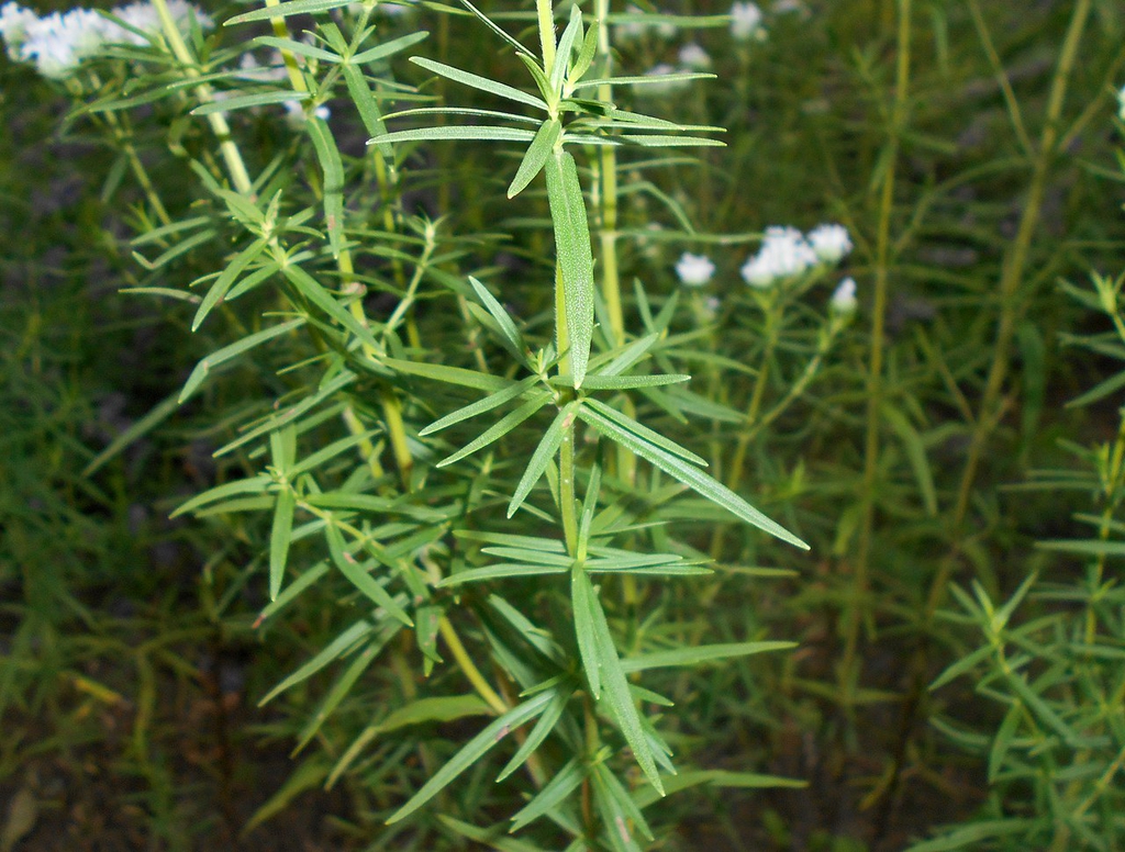 P. virginianum leaves
