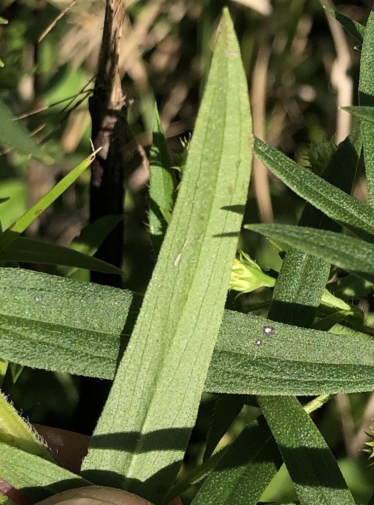 Underside of leaf