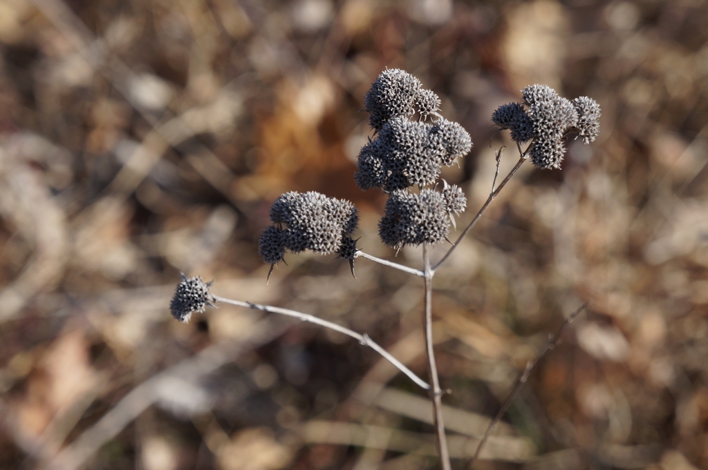 Fruits in March