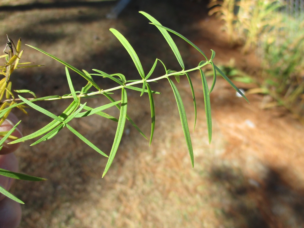 Opposite linear leaves - Late Fall - Craven Co., NC