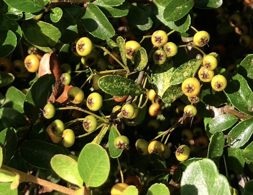 Berries - Sept. 15 - Wake Co., NC