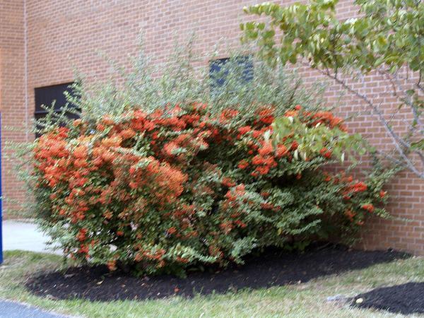 Pyracantha coccinea