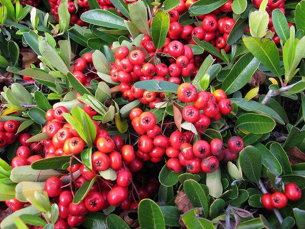 Pyracantha coccinea