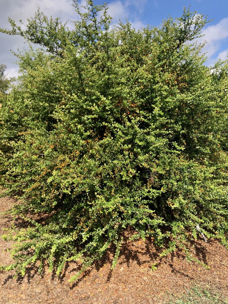 Form - Sept. 15 - Wake Co., NC