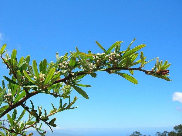 Pyracantha koidzumii 
