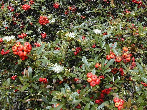 Pyracantha koidzumii