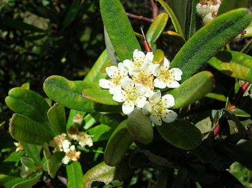 Pyracantha koidzumii
