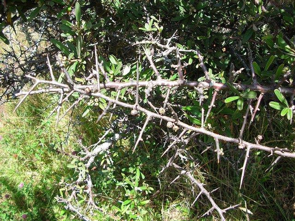 Pyracantha koidzumii