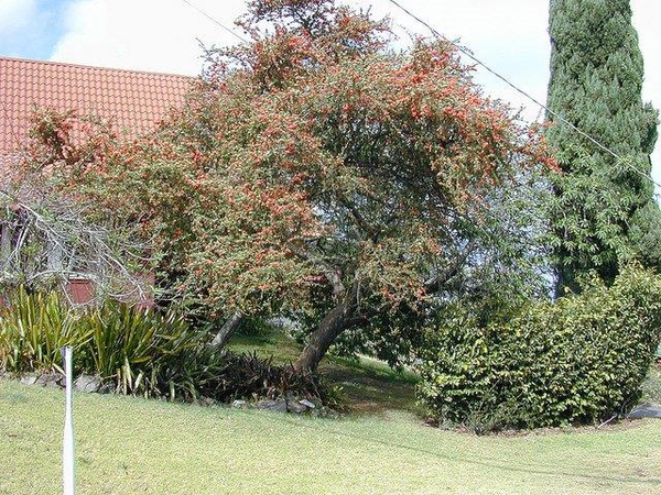 Pyracantha koidzumii