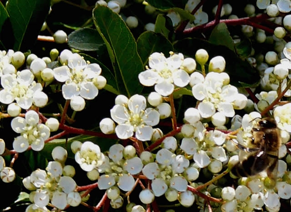 Pyracantha coccinea