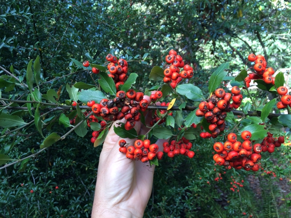 Pyracantha coccinea