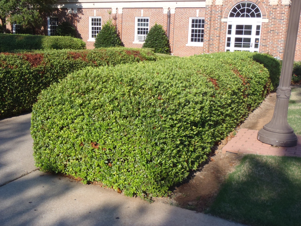 Pyracantha coccinea