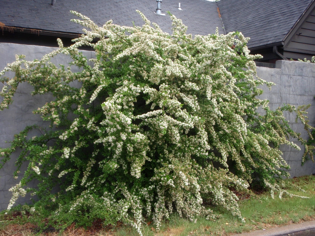 Flower Form
