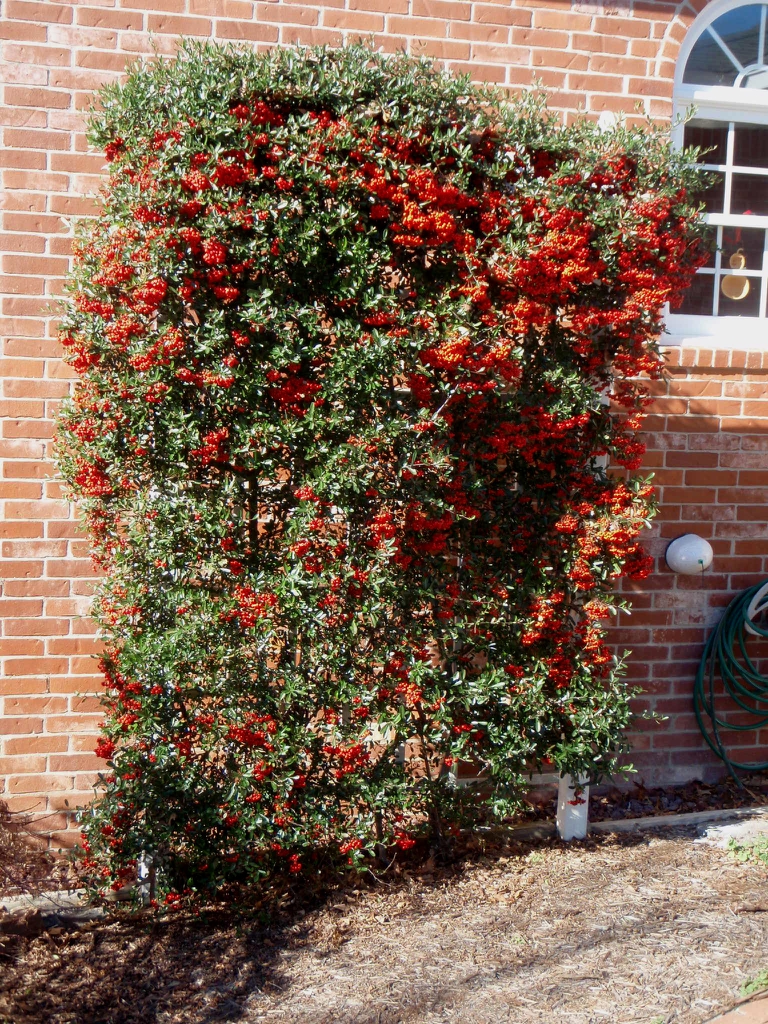 Pyracantha koidzumii