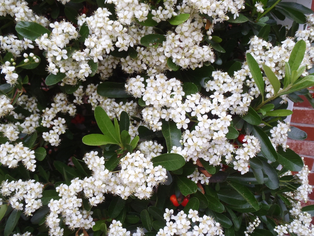 Pyracantha koidzumii