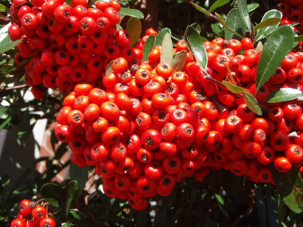 Pyracantha koidzumii