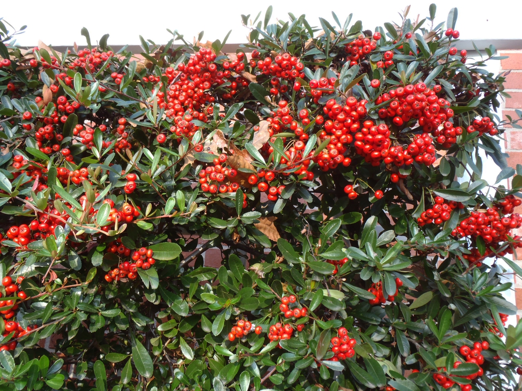 Pyracantha koidzumii