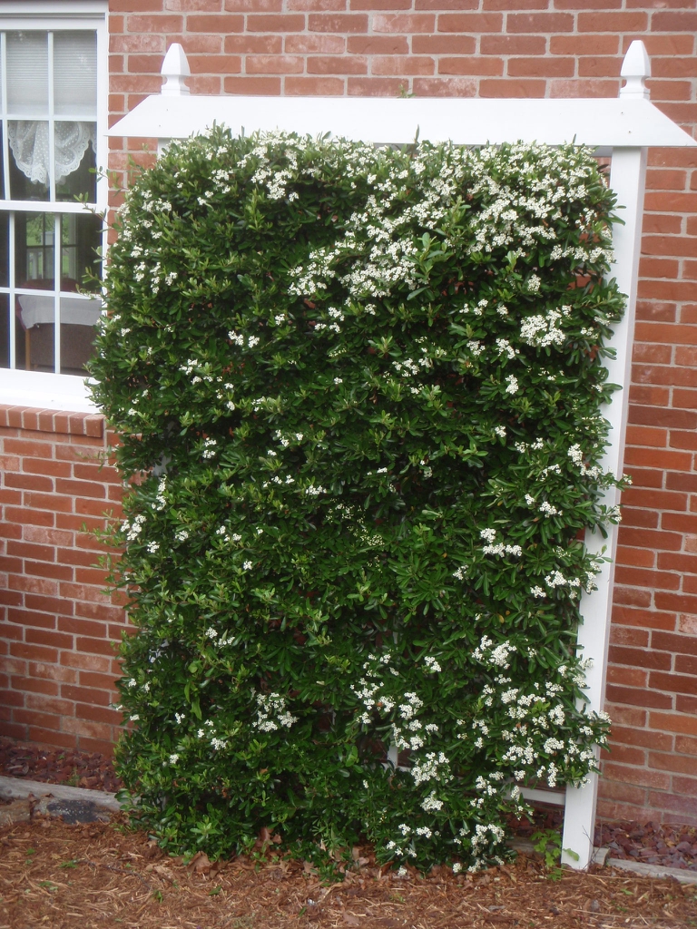 Pyracantha koidzumii 'Victory' Form