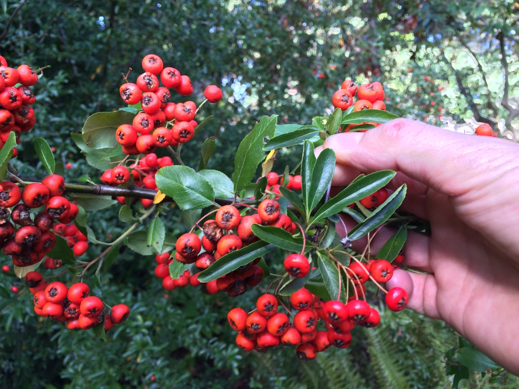 Fruit closeup