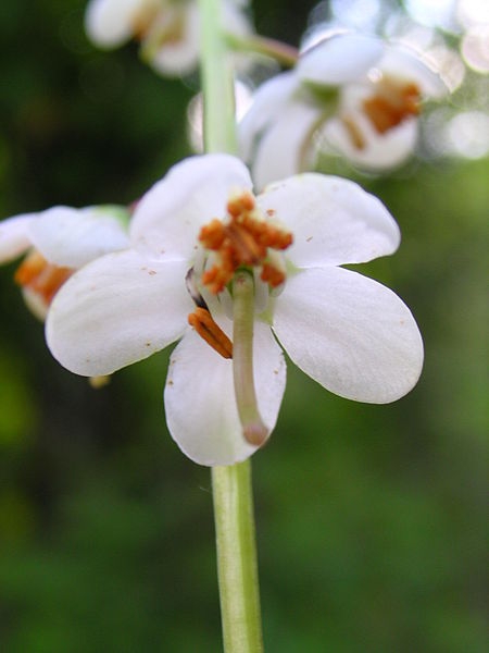 Pyrola elliptica