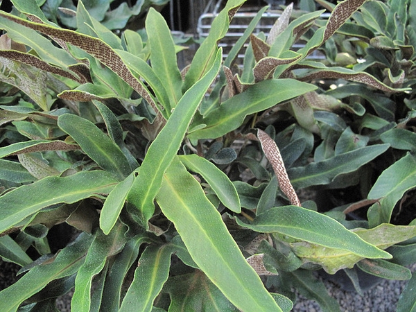 Pyrrosia hastata