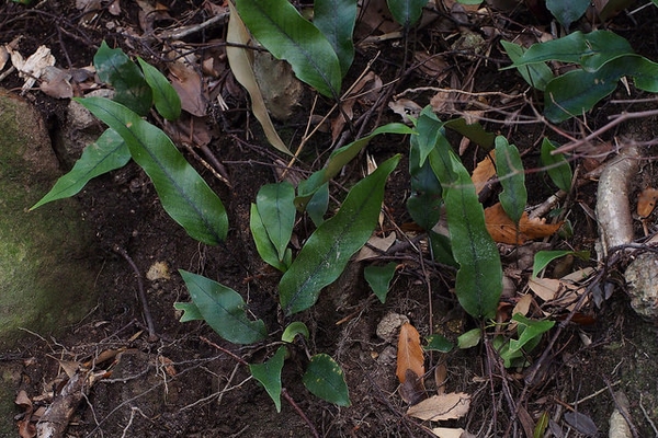 Pyrrosia lingua