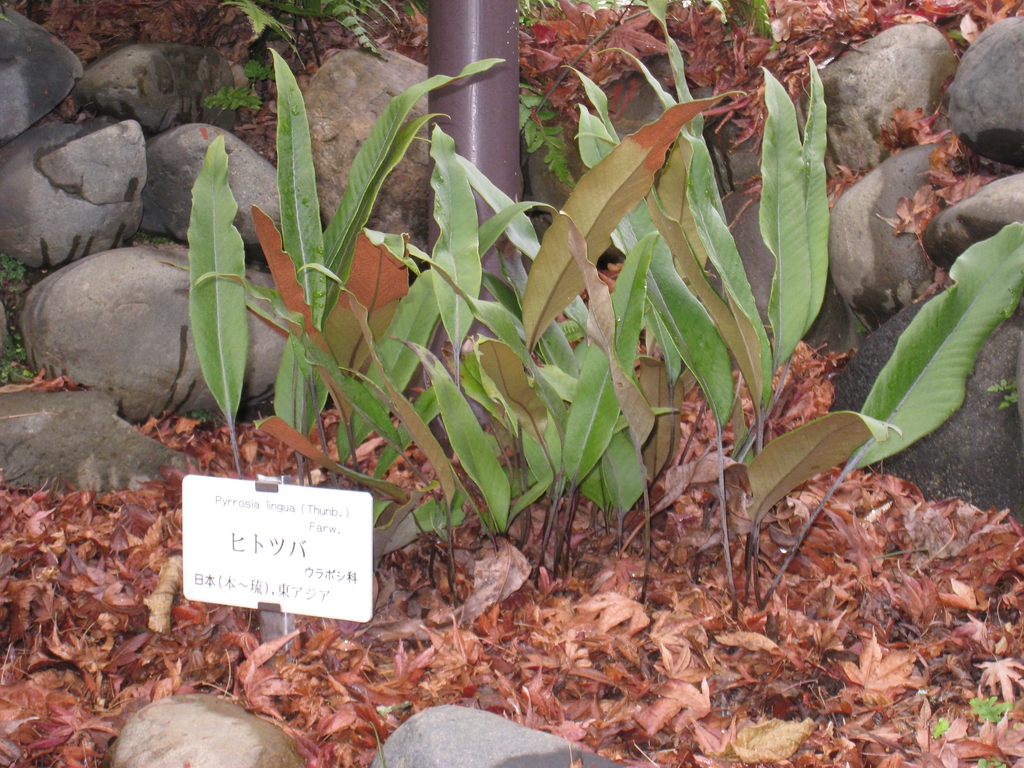 Pyrrosia lingua