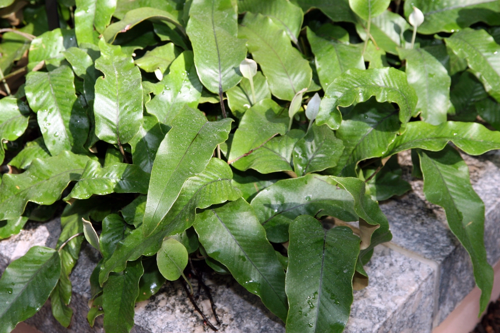 Pyrrosia lingua