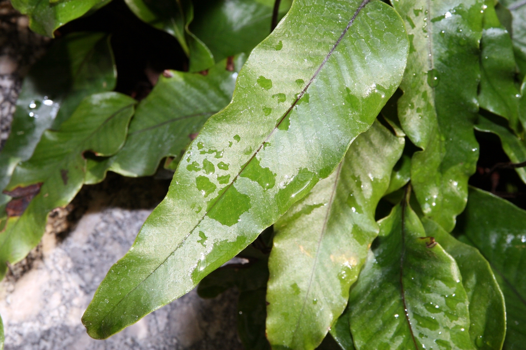 Pyrrosia lingua