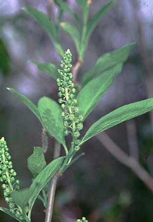 Pyrularia pubera