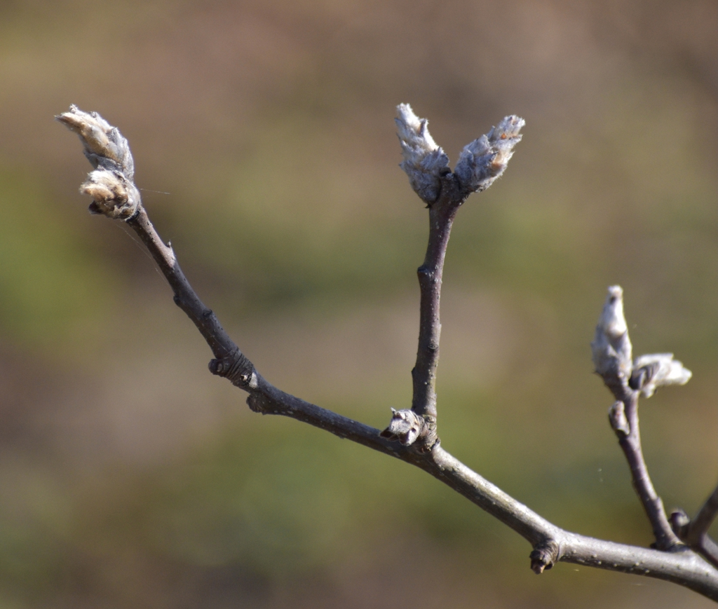 Pyrus calleryana