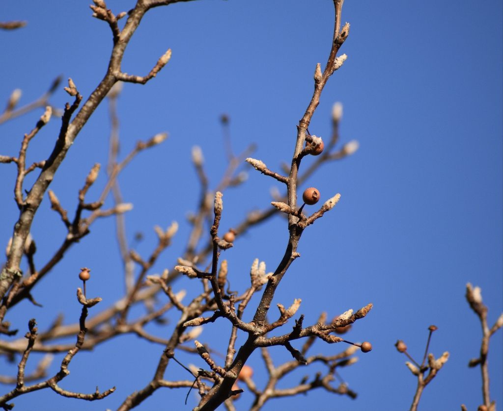 Pyrus calleryana