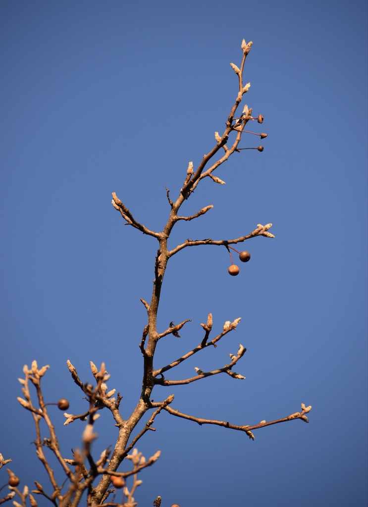 Branch & Buds - December - Halifax Co., NC