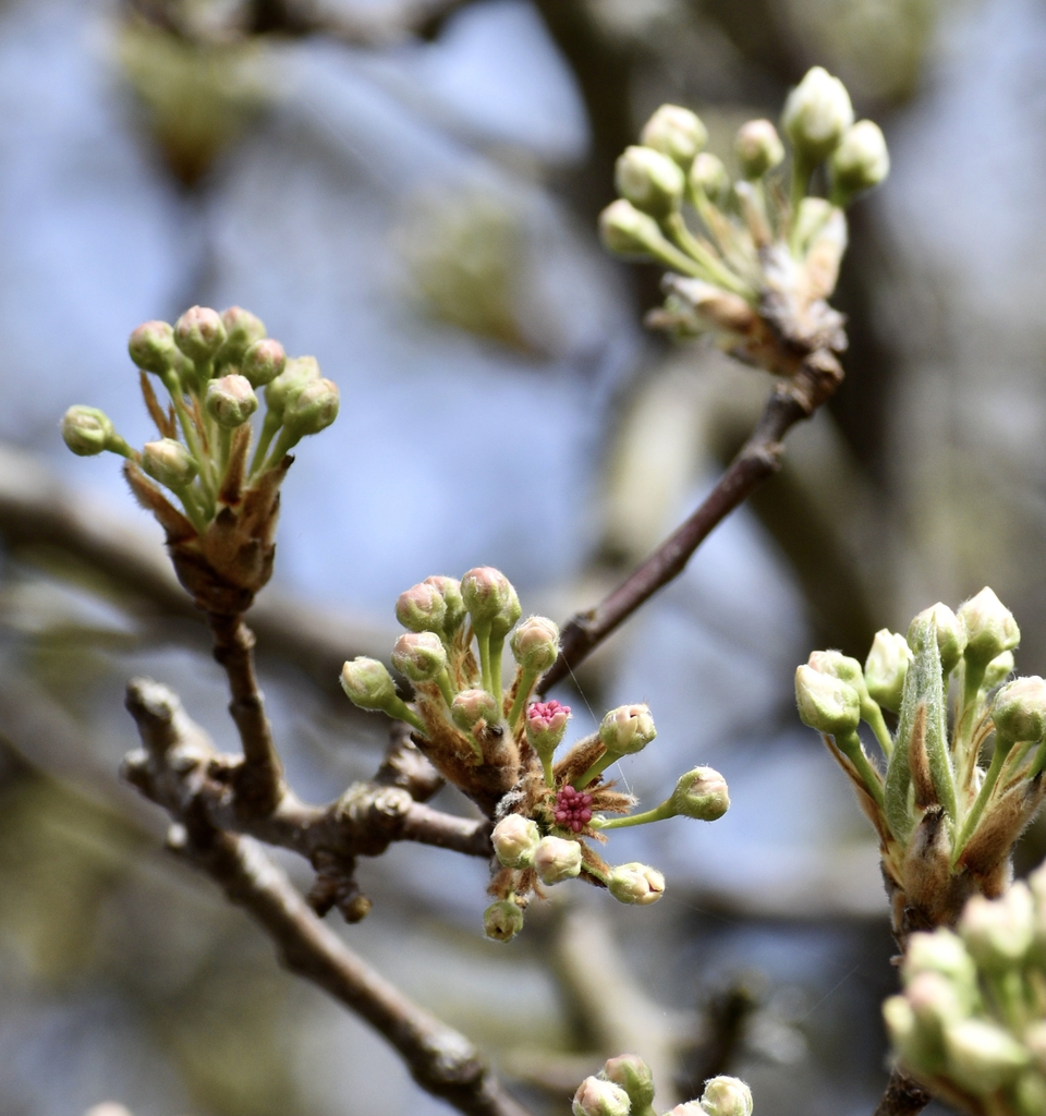 Flower buds Closeup - March - Warren Co., NC