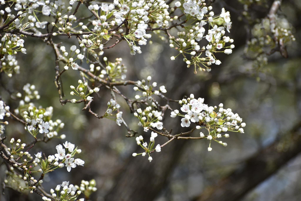 Spring Flowers - Warren Co., NC
