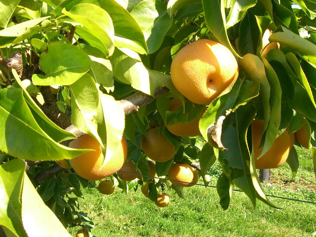 Fruit and leaves